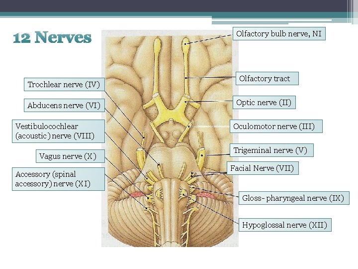 12 Nerves Trochlear nerve (IV) Abducens nerve (VI) Vestibulocochlear (acoustic) nerve (VIII) Vagus nerve