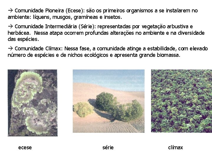  Comunidade Pioneira (Ecese): são os primeiros organismos a se instalarem no ambiente: líquens,