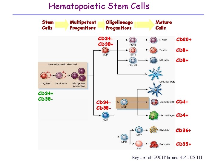 Hematopoietic Stem Cells Multipotent Progenitors Oligolineage Progenitors CD 34 CD 38+ Mature Cells CD