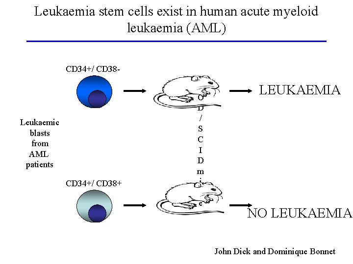Leukaemia stem cells exist in human acute myeloid leukaemia (AML) CD 34+/ CD 38