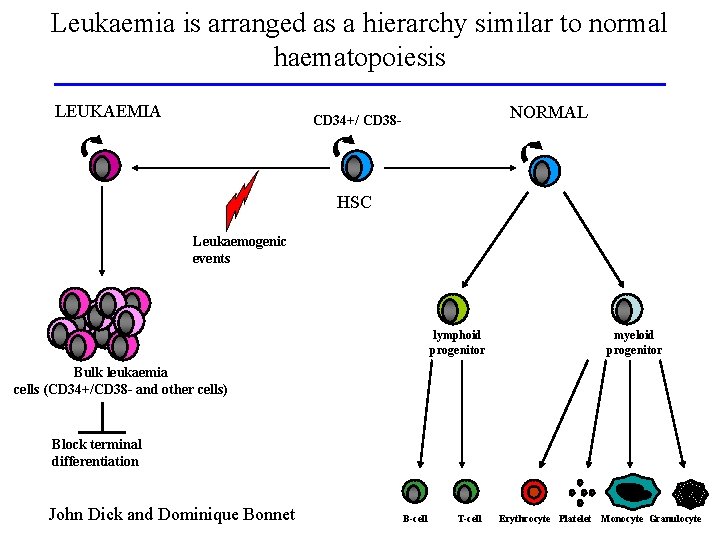 Leukaemia is arranged as a hierarchy similar to normal haematopoiesis LEUKAEMIA NORMAL CD 34+/
