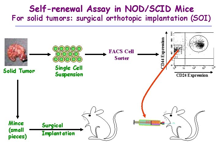 Self-renewal Assay in NOD/SCID Mice FACS Cell Sorter Solid Tumor Mince (small pieces) Single