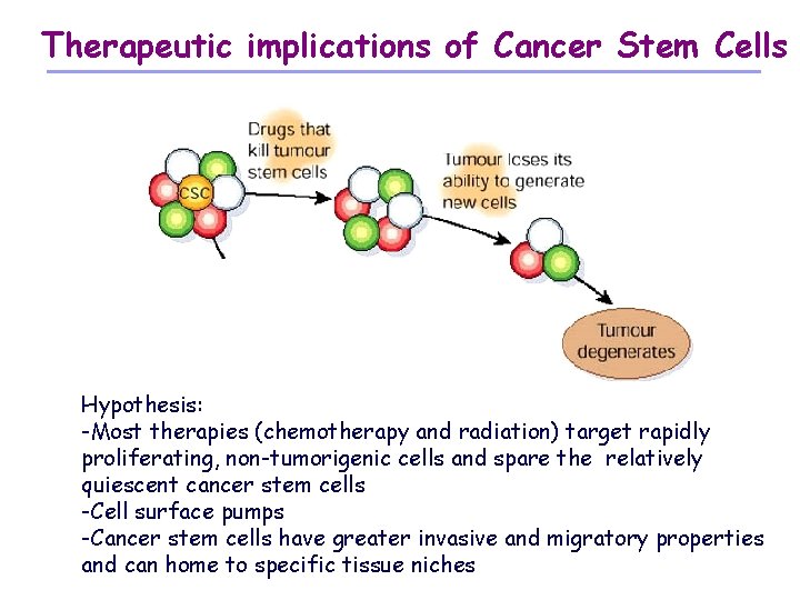 Therapeutic implications of Cancer Stem Cells Hypothesis: -Most therapies (chemotherapy and radiation) target rapidly