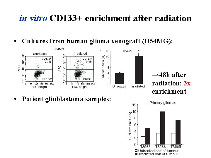 in vitro CD 133+ enrichment after radiation • Cultures from human glioma xenograft (D