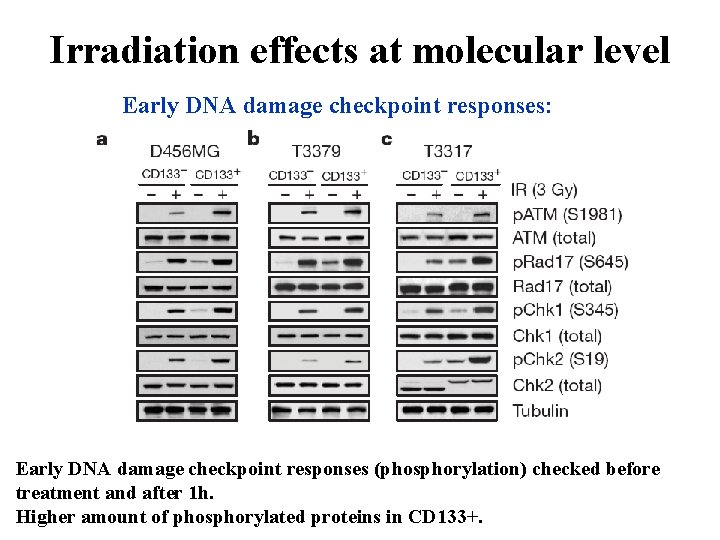 Irradiation effects at molecular level Early DNA damage checkpoint responses: Early DNA damage checkpoint