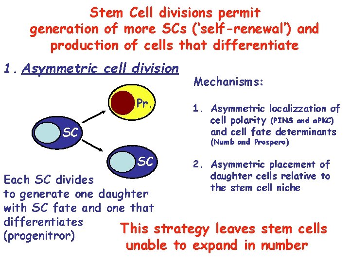 Stem Cell divisions permit generation of more SCs (‘self-renewal’) and production of cells that