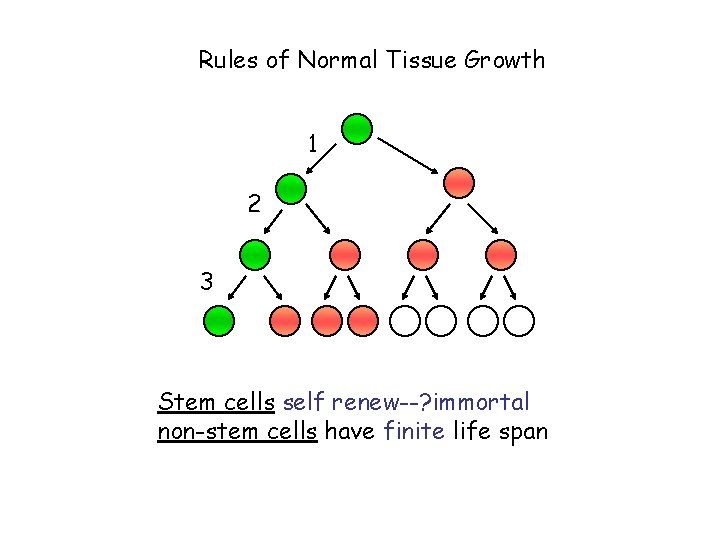Rules of Normal Tissue Growth 1 2 3 Stem cells self renew--? immortal non-stem