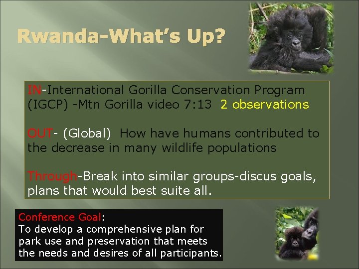 Rwanda-What’s Up? IN-International Gorilla Conservation Program (IGCP) -Mtn Gorilla video 7: 13 2 observations