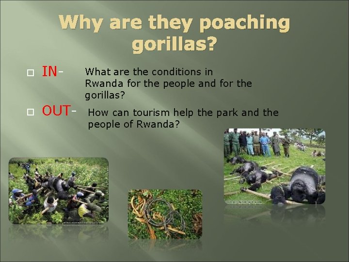 Why are they poaching gorillas? IN- What are the conditions in Rwanda for the