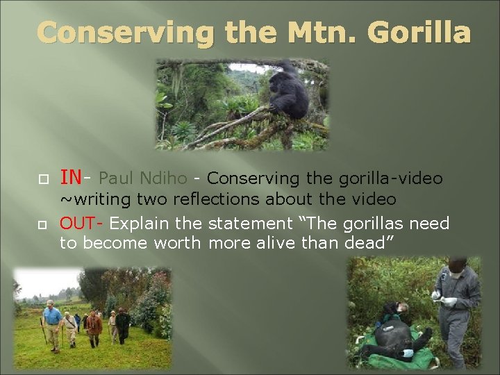 Conserving the Mtn. Gorilla IN- Paul Ndiho - Conserving the gorilla-video ~writing two reflections