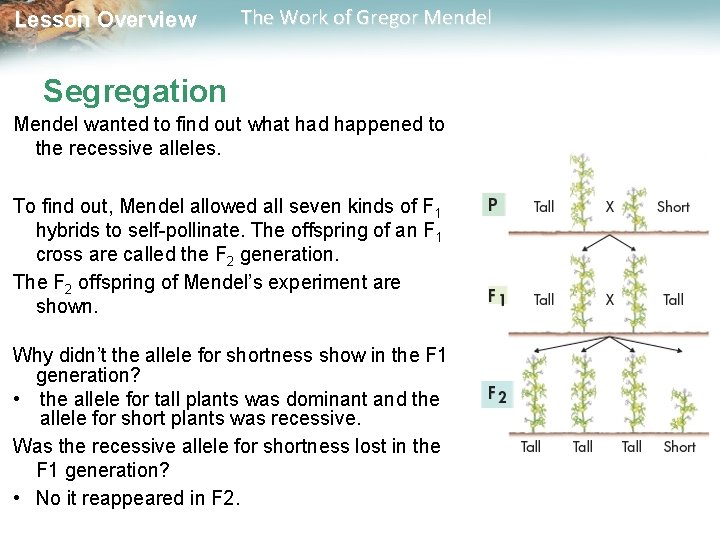 Lesson Overview The Work of Gregor Mendel Segregation Mendel wanted to find out what