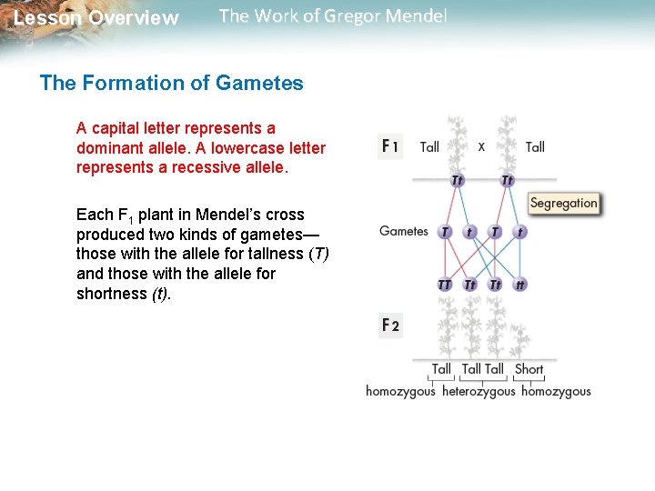 Lesson Overview The Work of Gregor Mendel The Formation of Gametes A capital letter