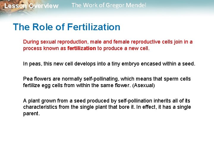 Lesson Overview The Work of Gregor Mendel The Role of Fertilization During sexual reproduction,