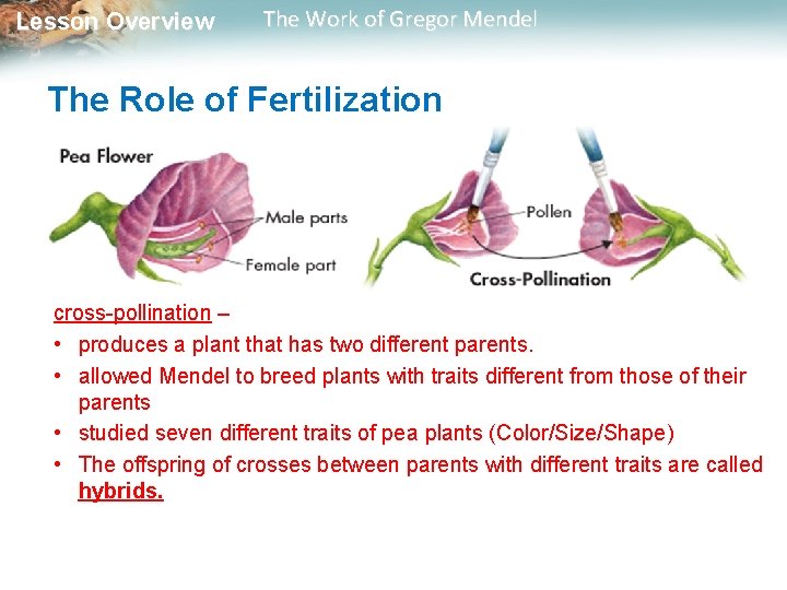 Lesson Overview The Work of Gregor Mendel The Role of Fertilization cross-pollination – •