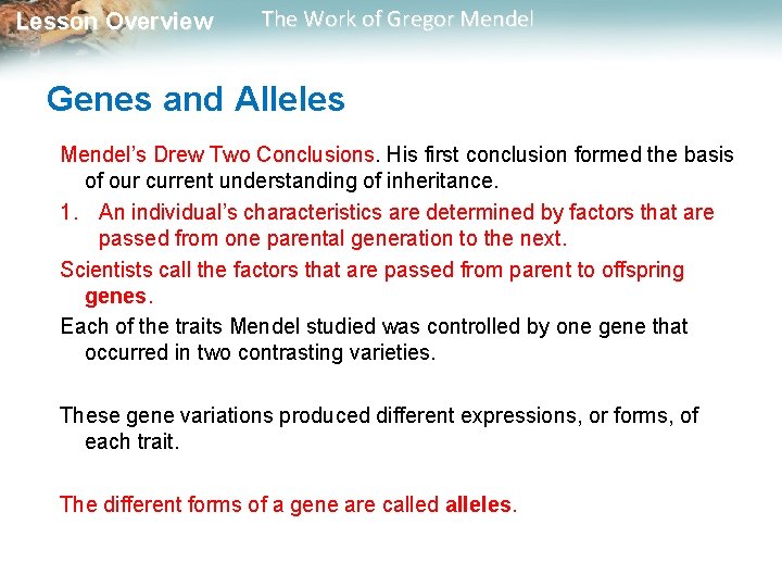 Lesson Overview The Work of Gregor Mendel Genes and Alleles Mendel’s Drew Two Conclusions.