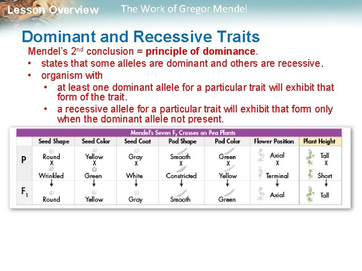 Lesson Overview The Work of Gregor Mendel Dominant and Recessive Traits Mendel’s 2 nd