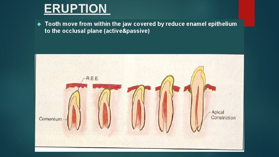 ERUPTION Tooth move from within the jaw covered by reduce enamel epithelium to the