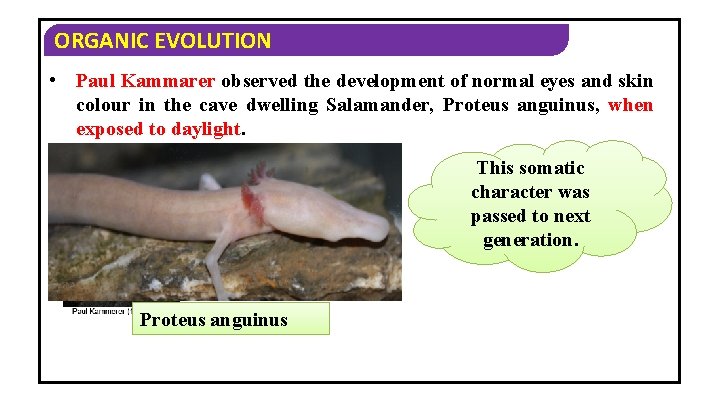ORGANIC EVOLUTION • Paul Kammarer observed the development of normal eyes and skin colour