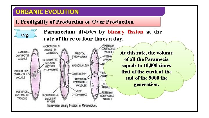 ORGANIC EVOLUTION i. Prodigality of Production or Over Production e. g. Paramecium divides by