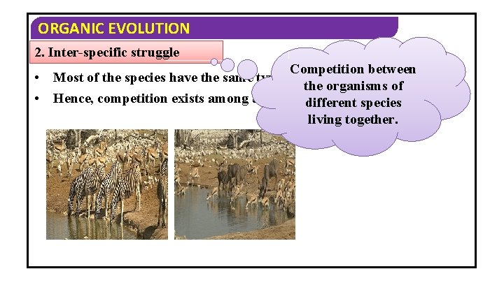 ORGANIC EVOLUTION 2. Inter-specific struggle • • Competition between Most of the species have