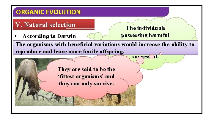 ORGANIC EVOLUTION V. Natural selection The individuals possessing harmful • According to Darwin variations