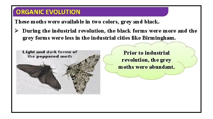 ORGANIC EVOLUTION These moths were available in two colors, grey and black. Ø During