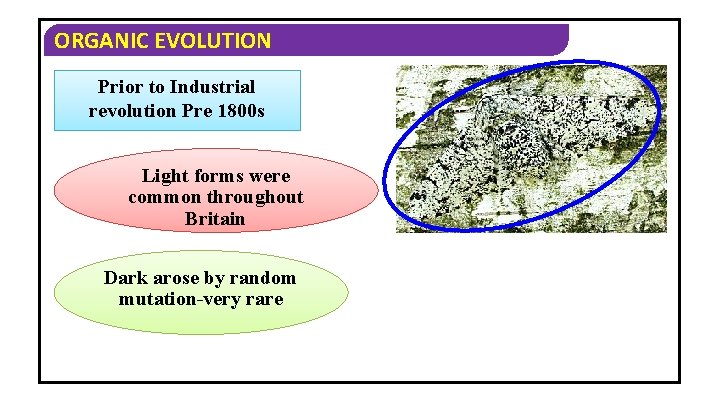 ORGANIC EVOLUTION Prior to Industrial revolution Pre 1800 s Light forms were common throughout