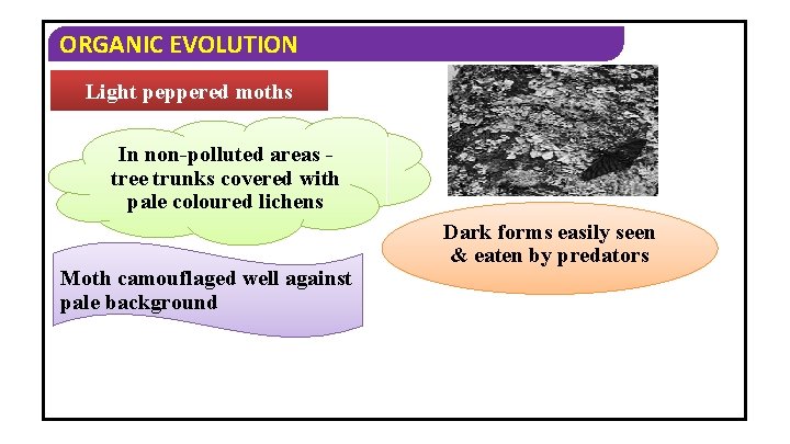 ORGANIC EVOLUTION Light peppered moths In non-polluted areas tree trunks covered with pale coloured