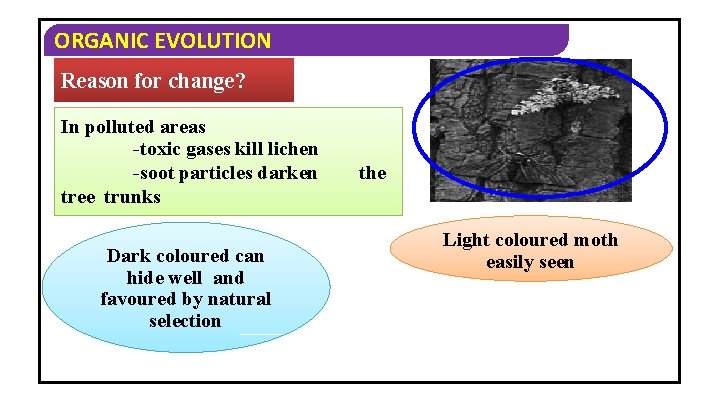 ORGANIC EVOLUTION Reason for change? In polluted areas -toxic gases kill lichen -soot particles