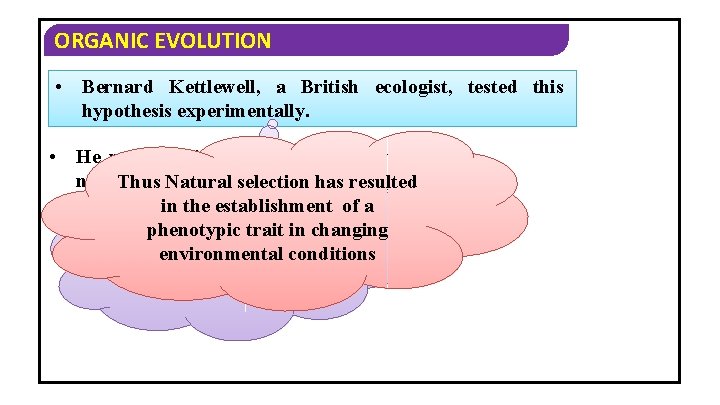 ORGANIC EVOLUTION • • Bernard Kettlewell, a British ecologist, tested this hypothesis experimentally. He