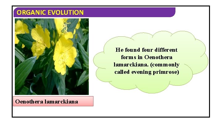 ORGANIC EVOLUTION He found four different forms in Oenothera lamarckiana. (commonly called evening primrose)