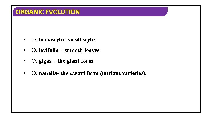 ORGANIC EVOLUTION • O. brevistylis- small style • O. levifolia – smooth leaves •