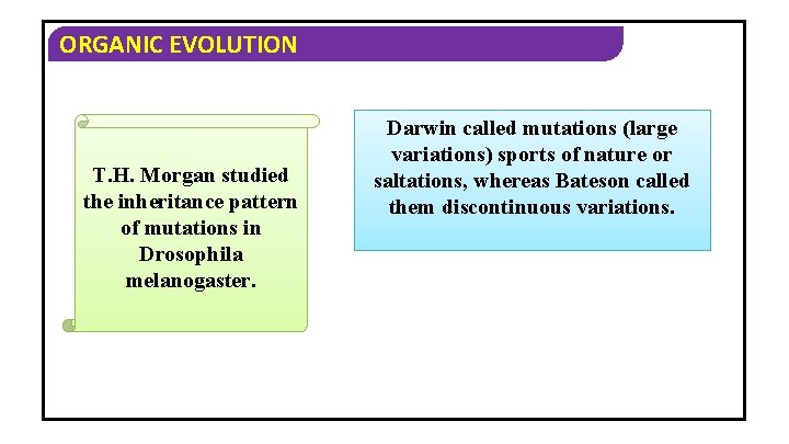 ORGANIC EVOLUTION T. H. Morgan studied the inheritance pattern of mutations in Drosophila melanogaster.