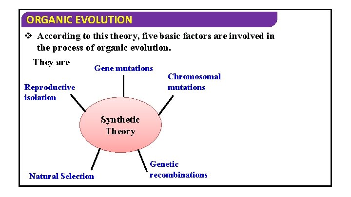 ORGANIC EVOLUTION v According to this theory, five basic factors are involved in the