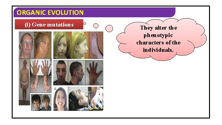 ORGANIC EVOLUTION (i) Gene mutations They alter the phenotypic characters of the individuals. 