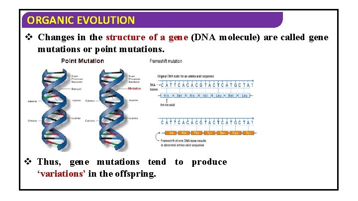 ORGANIC EVOLUTION v Changes in the structure of a gene (DNA molecule) are called