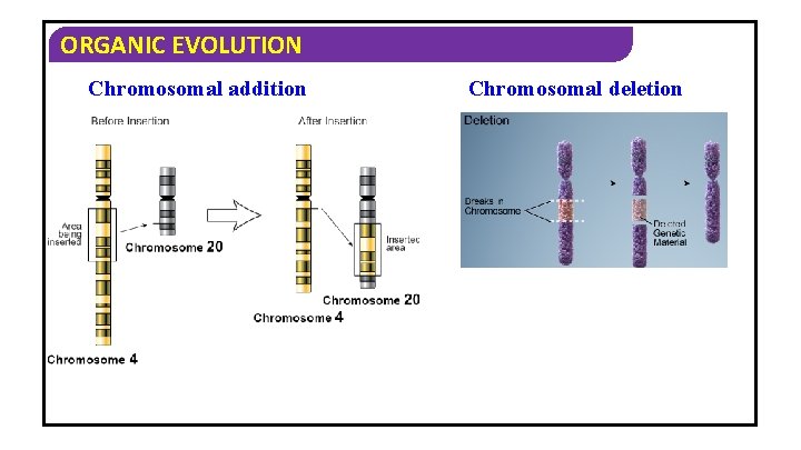 ORGANIC EVOLUTION Chromosomal addition Chromosomal deletion 