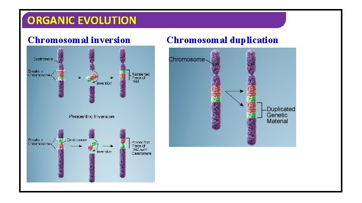 ORGANIC EVOLUTION Chromosomal inversion Chromosomal duplication 