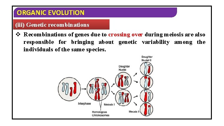 ORGANIC EVOLUTION (iii) Genetic recombinations v Recombinations of genes due to crossing over during
