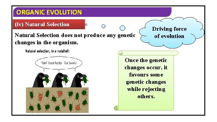 ORGANIC EVOLUTION (iv) Natural Selection does not produce any genetic changes in the organism.