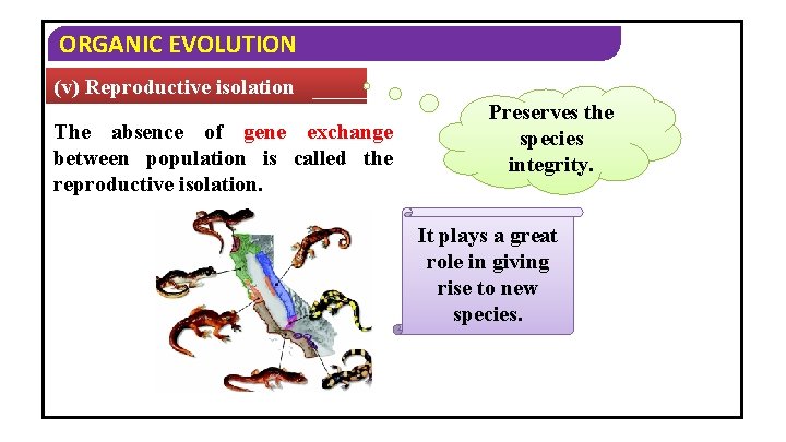 ORGANIC EVOLUTION (v) Reproductive isolation The absence of gene exchange between population is called