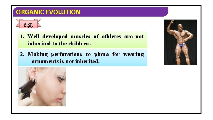 ORGANIC EVOLUTION e. g. 1. Well developed muscles of athletes are not inherited to