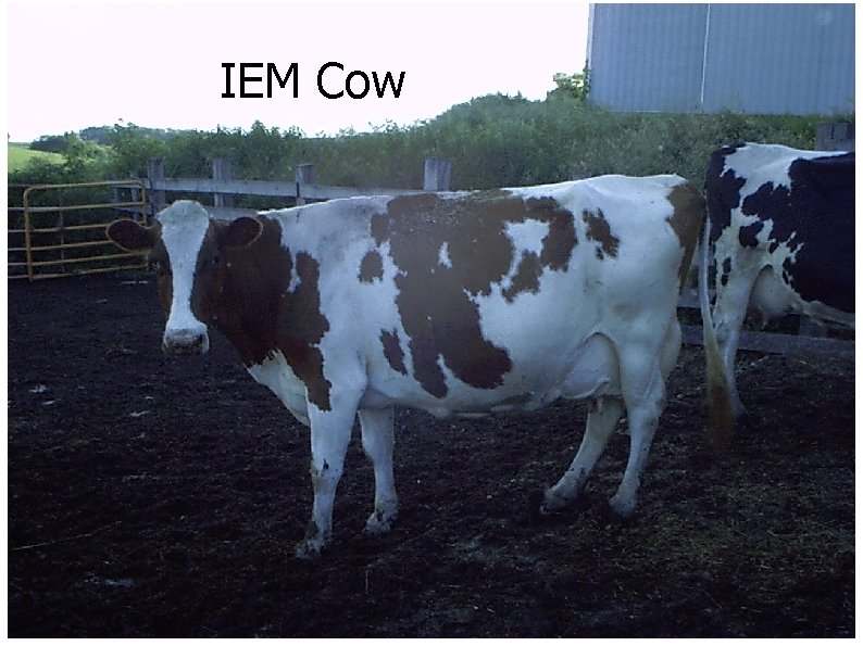 IEM Cow 