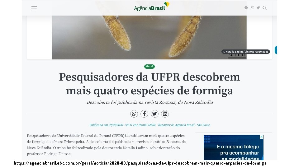 https: //agenciabrasil. ebc. com. br/geral/noticia/2020 -09/pesquisadores-da-ufpr-descobrem-mais-quatro-especies-de-formiga 