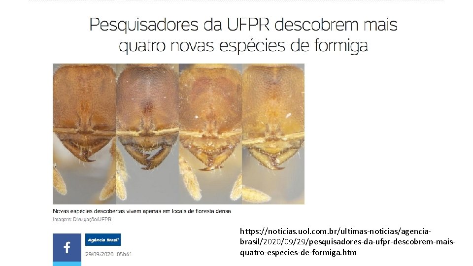 https: //noticias. uol. com. br/ultimas-noticias/agenciabrasil/2020/09/29/pesquisadores-da-ufpr-descobrem-maisquatro-especies-de-formiga. htm 