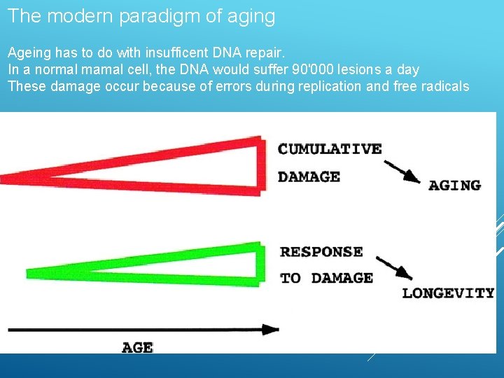 The modern paradigm of aging Ageing has to do with insufficent DNA repair. In