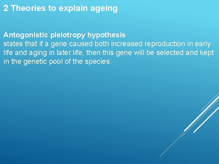 2 Theories to explain ageing Antogonistic pleiotropy hypothesis states that if a gene caused