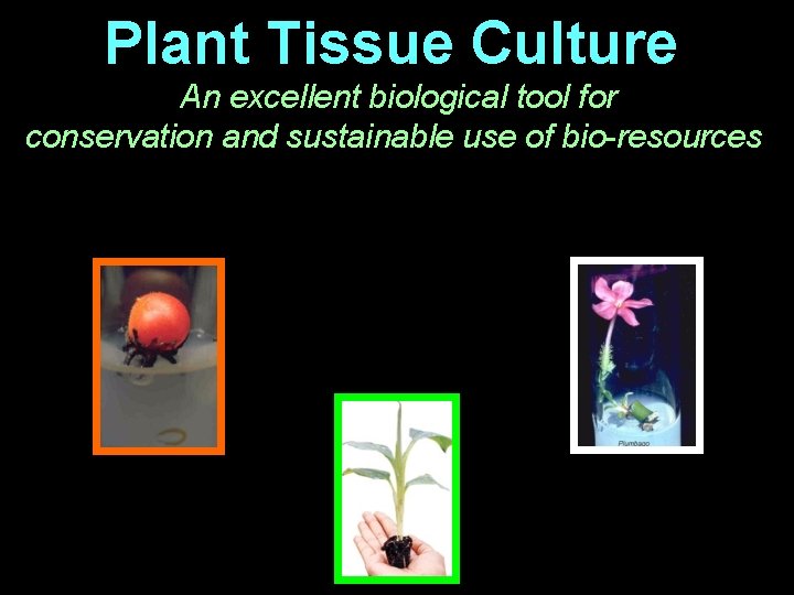 Plant Tissue Culture An excellent biological tool for conservation and sustainable use of bio-resources