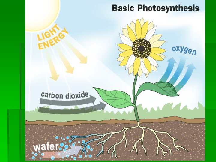 Cells and Energy Chapter 4 Key Concept Section