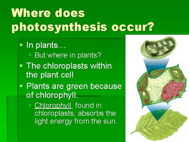 Where does photosynthesis occur? § In plants… § But where in plants? § The Where does photosynthesis occur? § In plants… § But where in plants? § The
